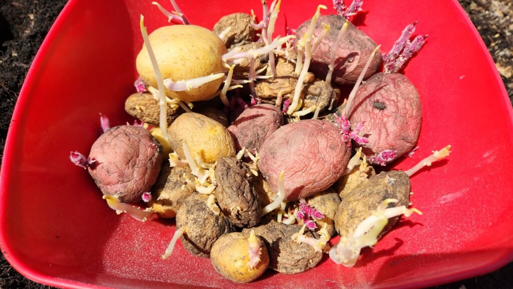 Seed potatoes in a red bowl.