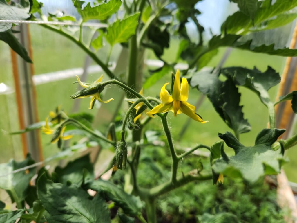New bright yellow fully opened tomato flower with several more about to open.
