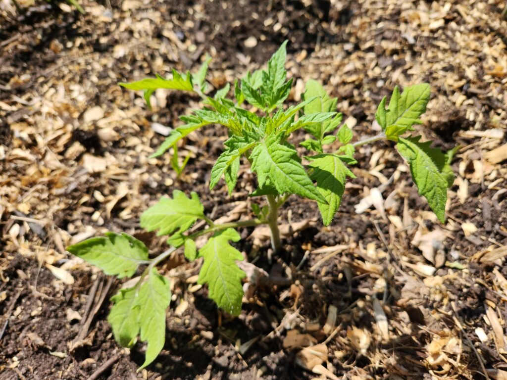 Tomato Seedling recently transplanted into a garden bed.