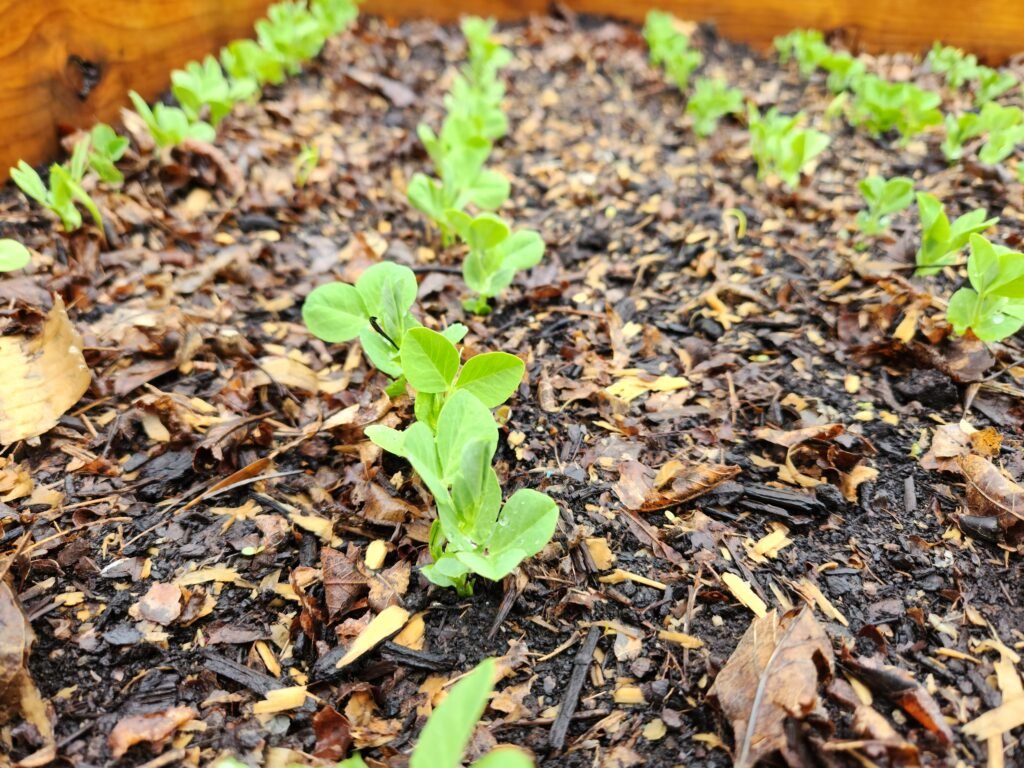 Young Pea Plants In Rows