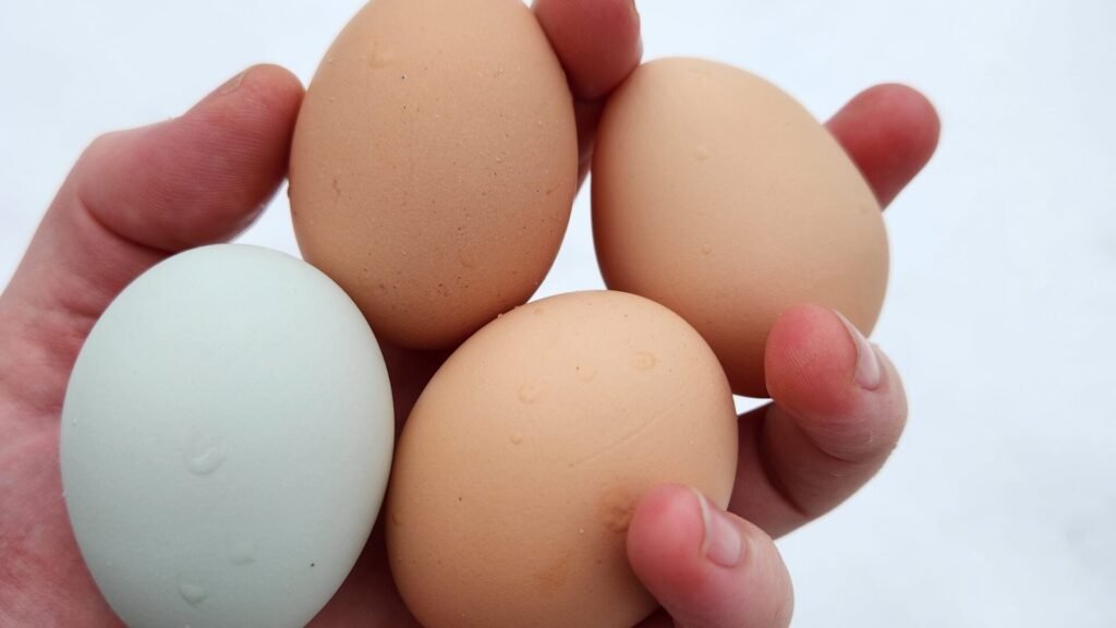 4 farm fresh eggs laid that same day.