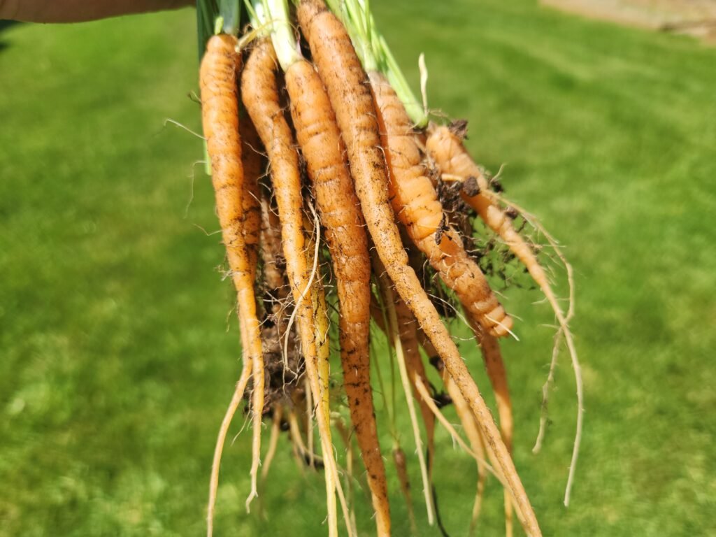 Freshly harvested carrots