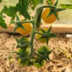 Ripening cherry tomatoes on a vine