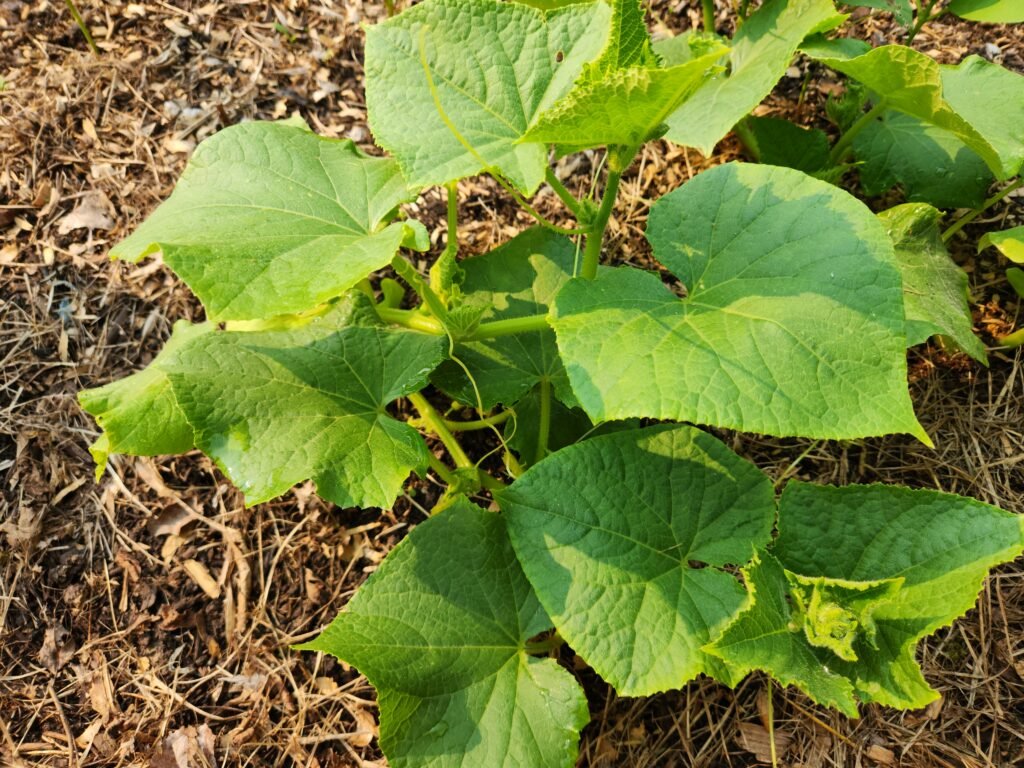 Cucumber Plant