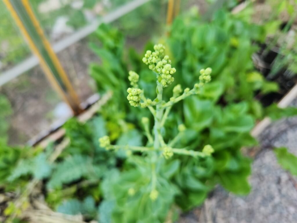 Lettuce plant that has bolted and is going to flower