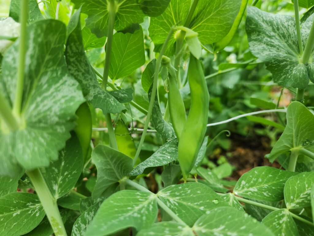 New young peas growing almost ready for harvesting.