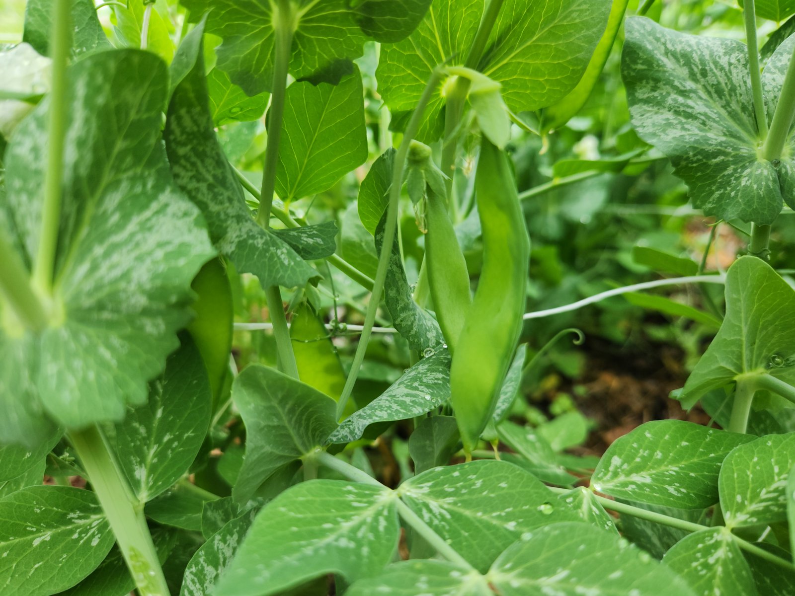 New young peas growing almost ready for harvesting.