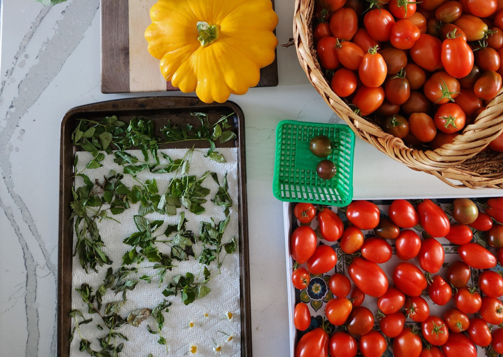 Photo of Fall Harvest Table Lots of Tomatoes and Herbs Drying and Cut Sunflowers 2