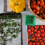 Photo of Fall Harvest Table Lots of Tomatoes and Herbs Drying and Cut Sunflowers 2