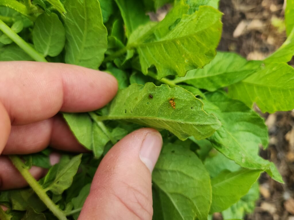 Potato beetle eggs on the underside of a potato leaf