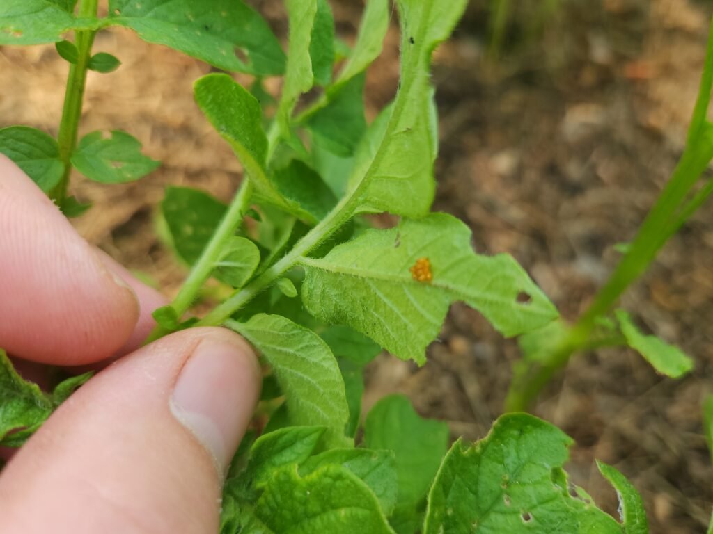 Potato beetle eggs on the underside of a potato leaf