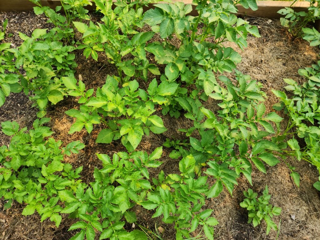 Healthy looking potato plants growing in a garden bed.
