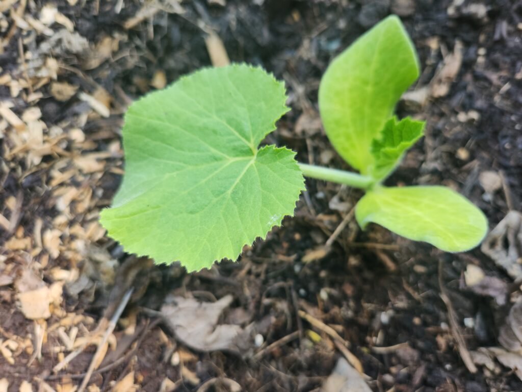 Pumpkin seedling a few weeks old.