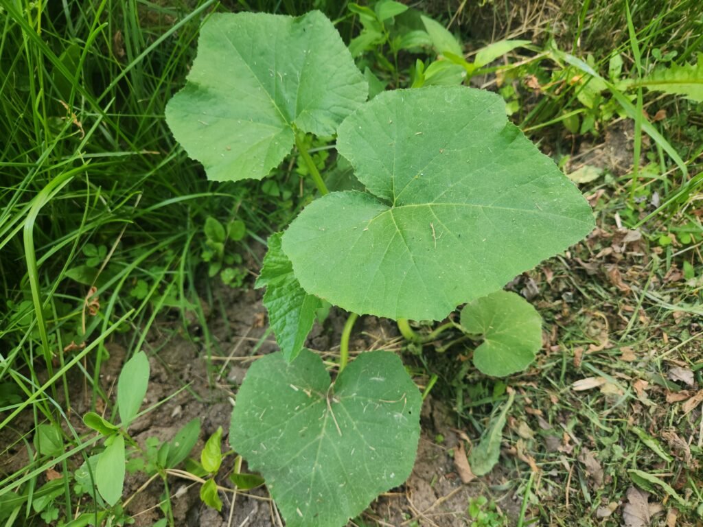 Pumpkin plant growing in a pile of dirt with weeds and grass around it.