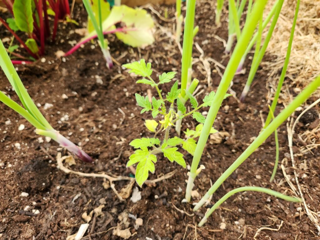 Tomato seedling growing in between rows of onions
