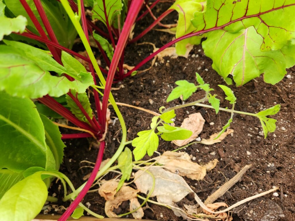 Tomato seedling growing underneath beet plants