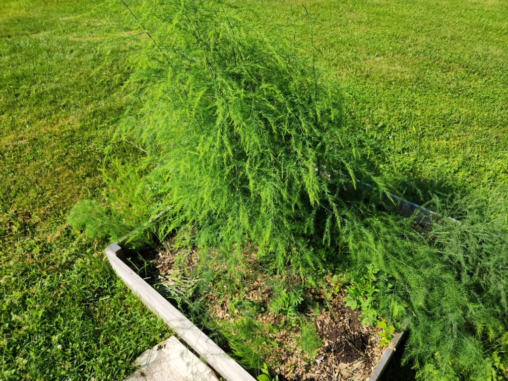 Asparagus gone full fern. Soaking up sun to energize its root system.