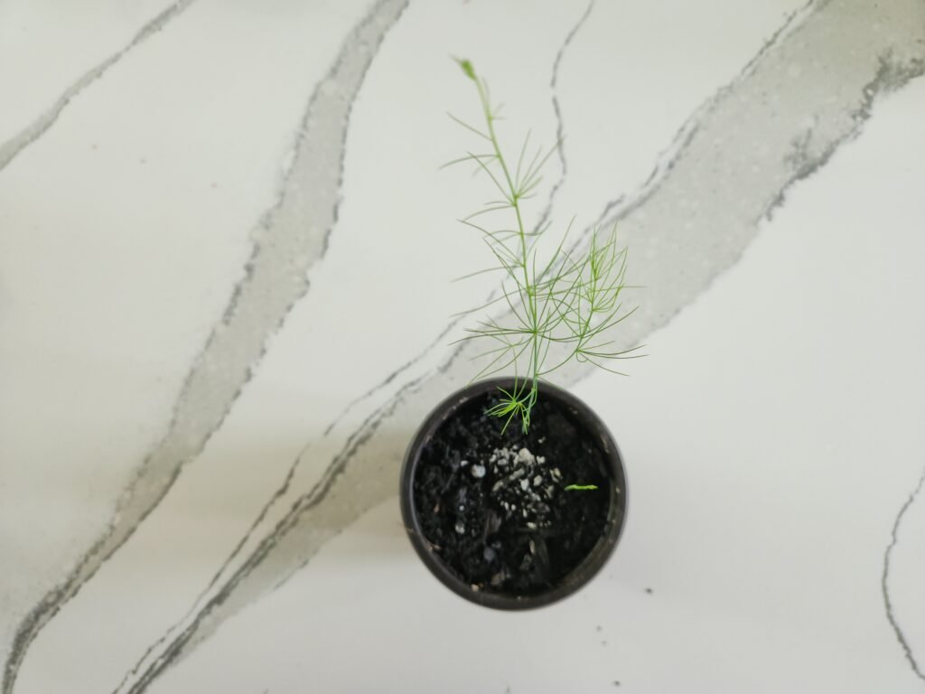 Newly germinated Asparagus seedling