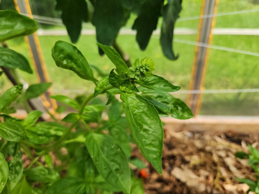 Basil plant starting to bolt and beginning to flower