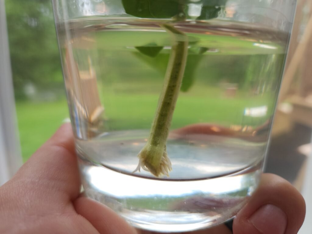 Basil cutting in glass of water for 8 days. Starting to form roots.