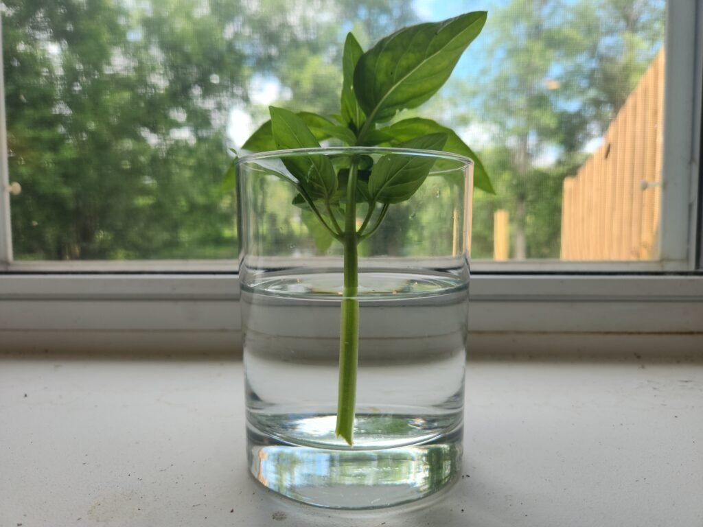 Basil cutting in glass of water on window sill.