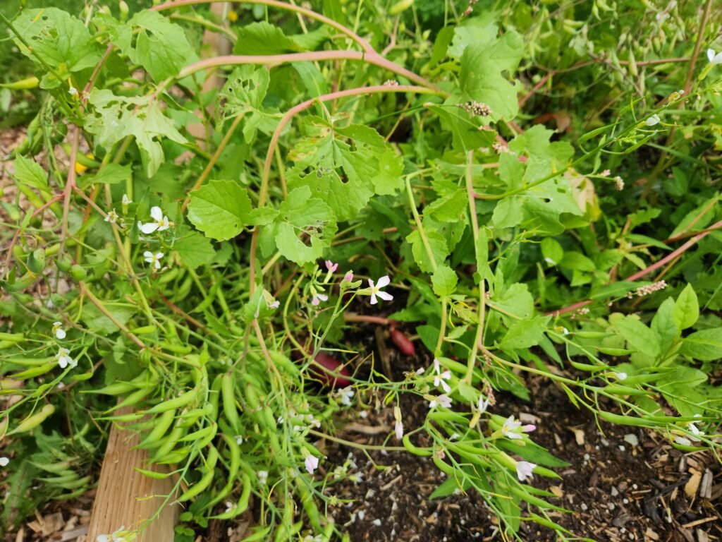 Full size of bolted radish plant.
