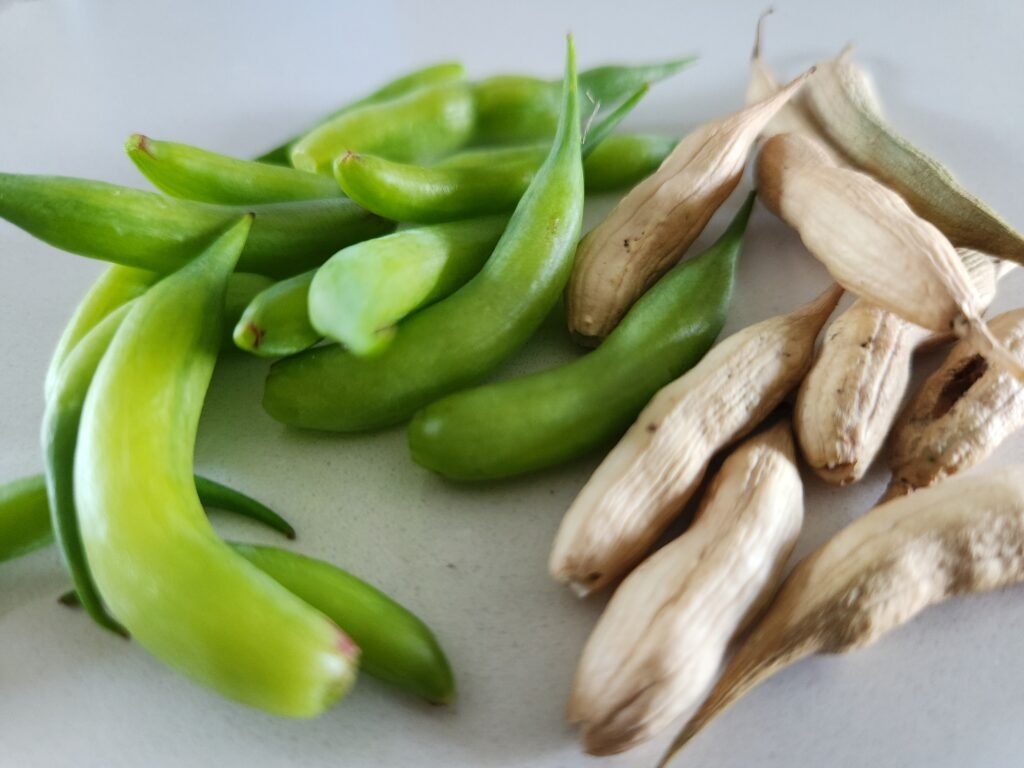 Vibrant green fresh radish seed pods on the left and brown dried radish seed pods on the right.