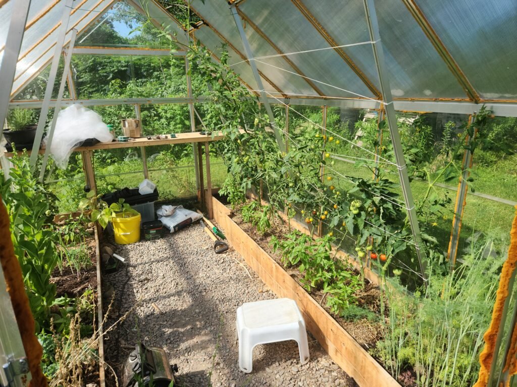 A look inside the greenhouse showing tomatoes and basil growing well.