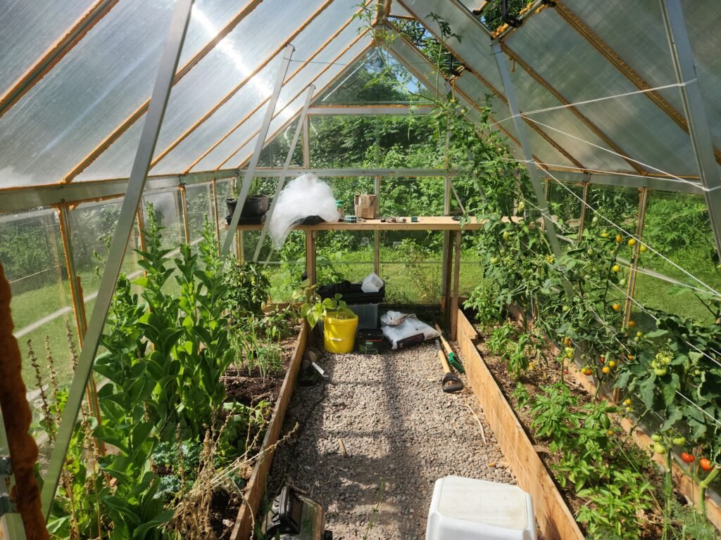Inside view of our greenhouse with 2x12 foot garden beds along each side full of vegetable plants growing.