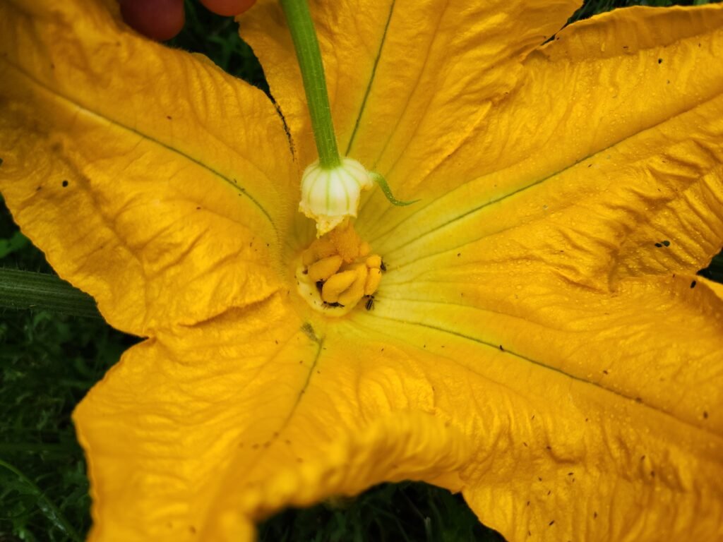 Hand pollinating a pumpkin flower.