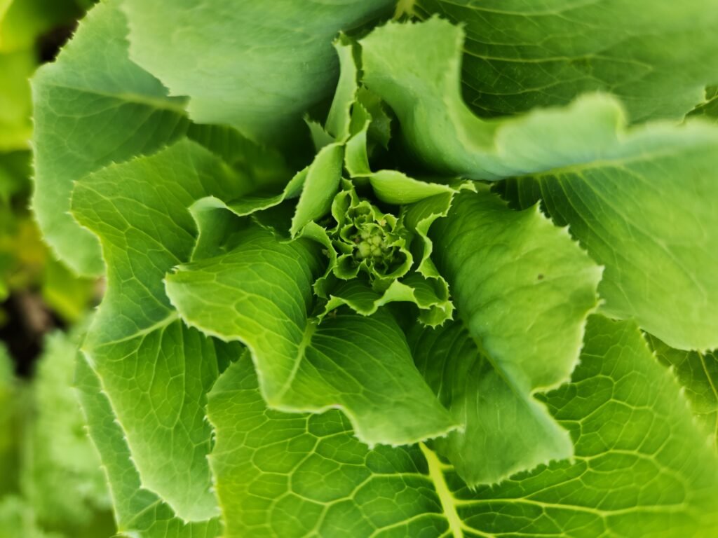 Lettuce plant beginning to bolt and go to flower.
