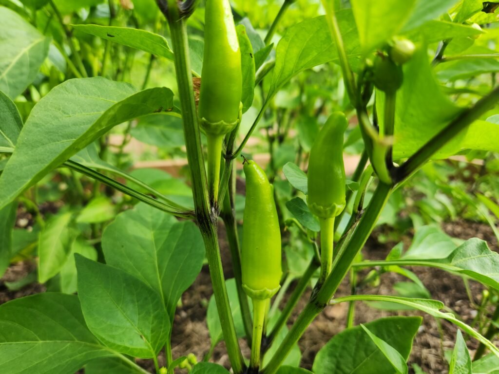 Banana peppers on a pepper plant