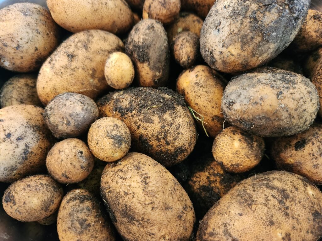 Potatoes Just Harested