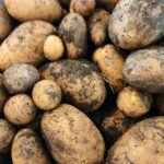 Potatoes Just Harested
