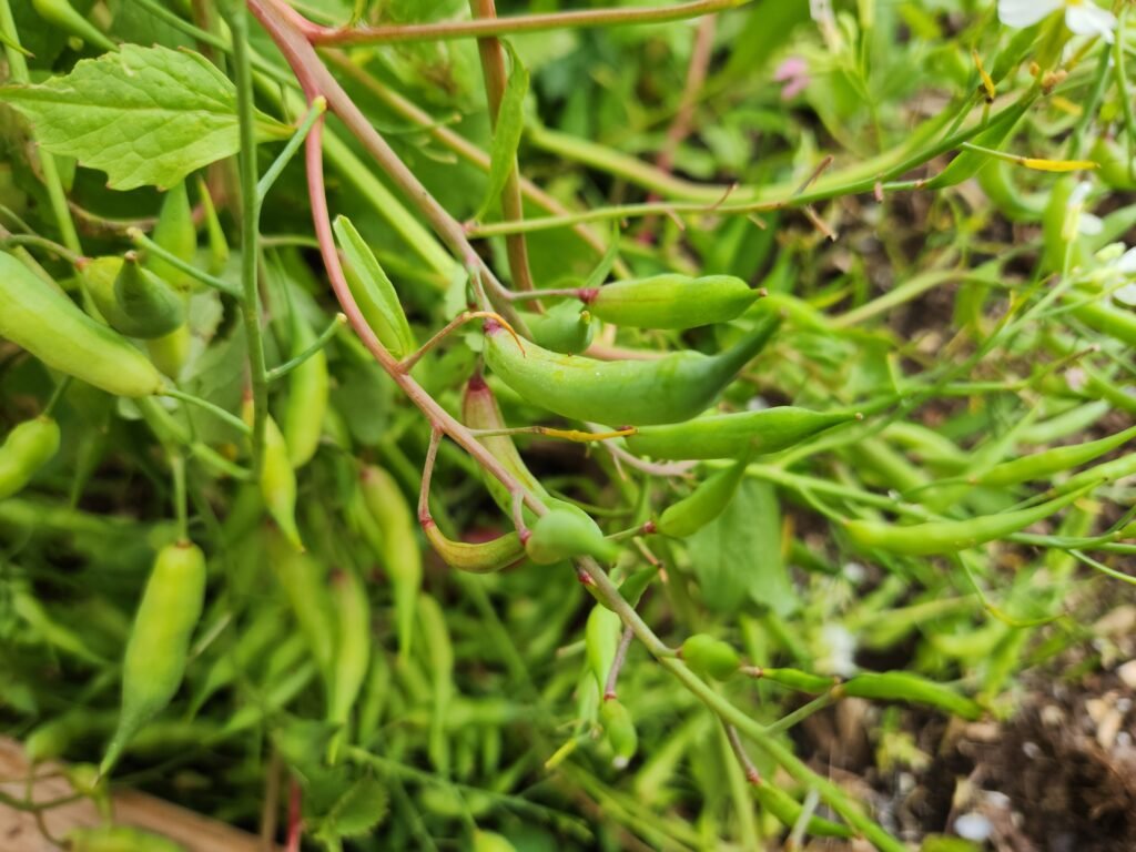 Dozens of bright green radish seed pods