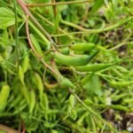 Dozens of bright green radish seed pods