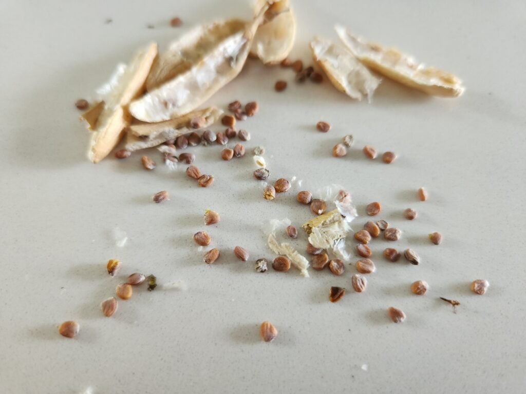 Radish Seeds and Dried Seed Pods