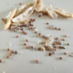 Radish Seeds and Dried Seed Pods