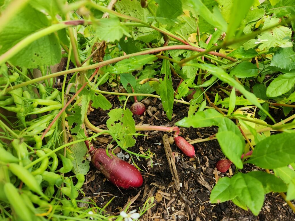 Radishes that have bolted