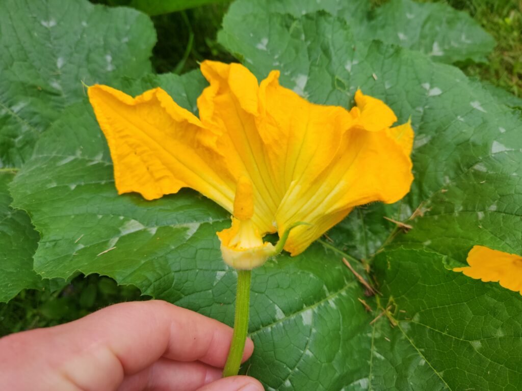 Male pumpkin flower with pedal removed for hand pollinating.