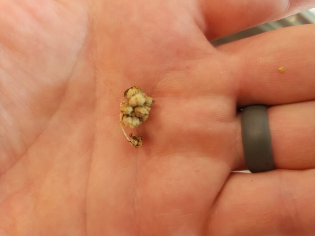 Spinach seeds bundle