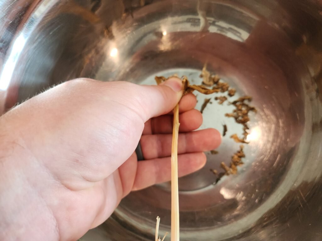 Spinach Seeds removed from stem