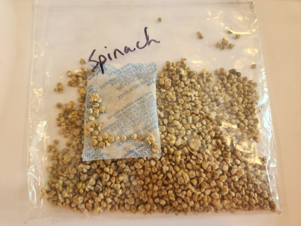 Clean dry spinach seeds in a resealable bag for storage.