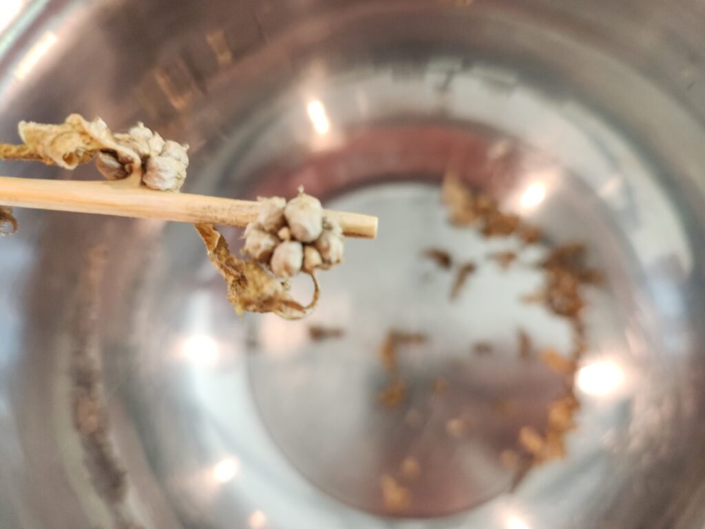 Spinach seeds in a bundle of a stem about to be harvested into a bowl.
