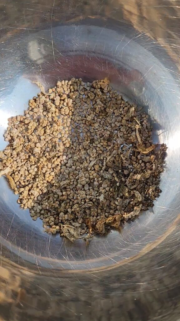 Spinach seeds about to be cleaned