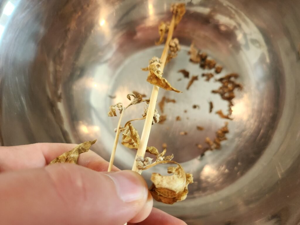 Spinach seeds about to be removed from stem