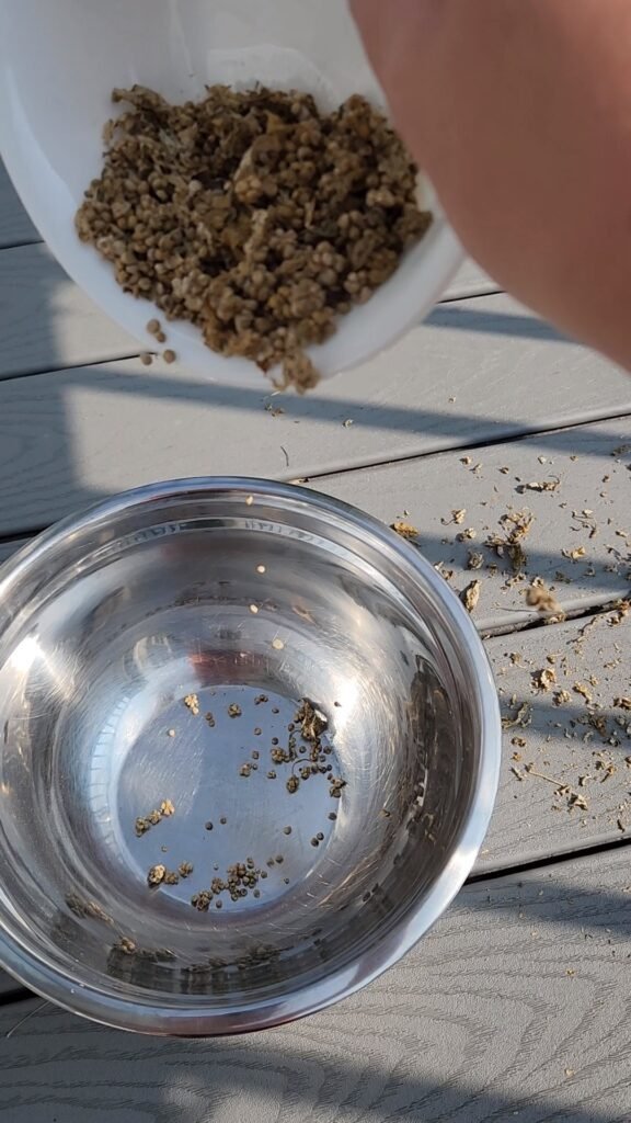 Spinach seeds being winnowed