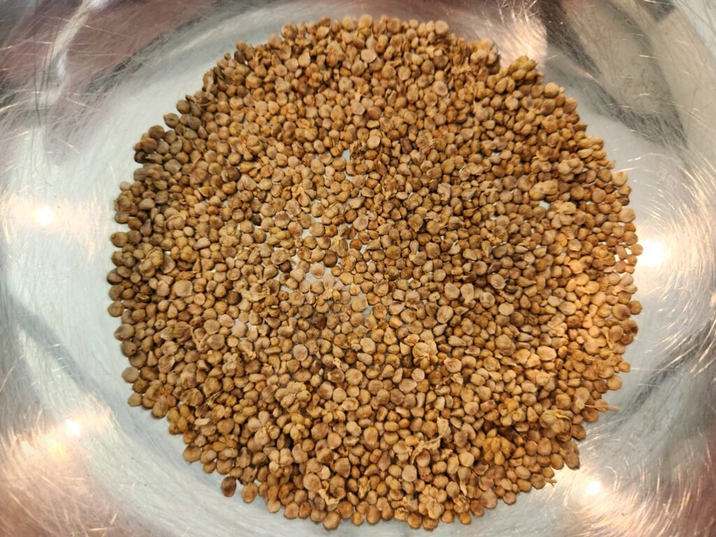 Spinach seeds clean in a bowl