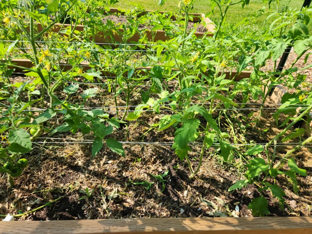 Showing the tomato trellising style called Florida Weave