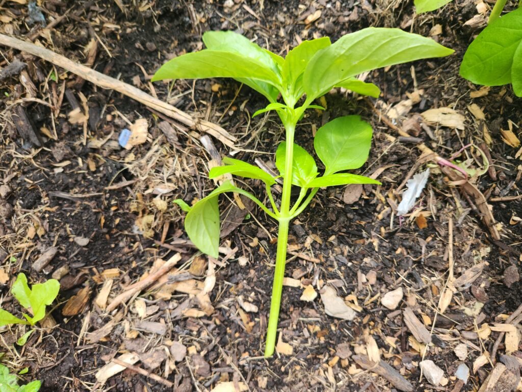 Basil cutting about 6 inches long for propagation